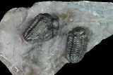 Cluster Of Three Austerops Trilobite - Jorf, Morocco #127721-1